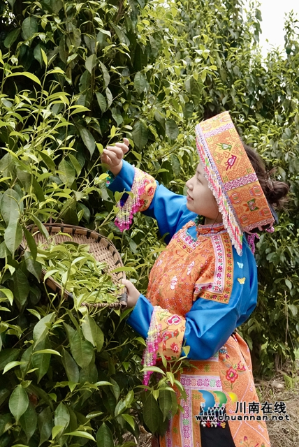 古蔺：苗家儿女的大茶树(图3)